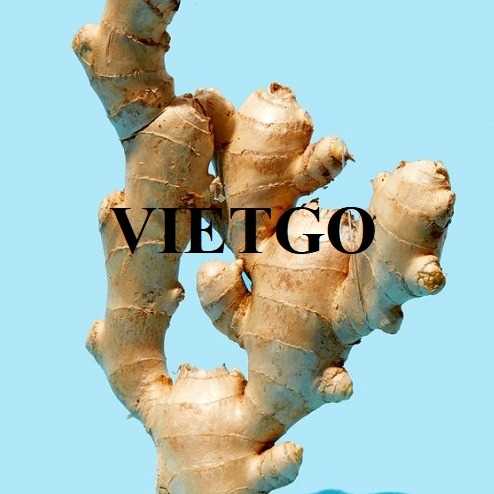 Thương vụ hợp tác xuất khẩu gừng tươi cùng doanh nghiệp đến từ Canada 
