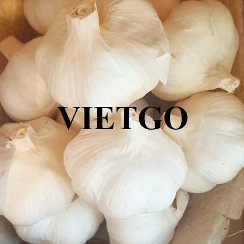 Cơ hội xuất khẩu tỏi sang thị trường Úc