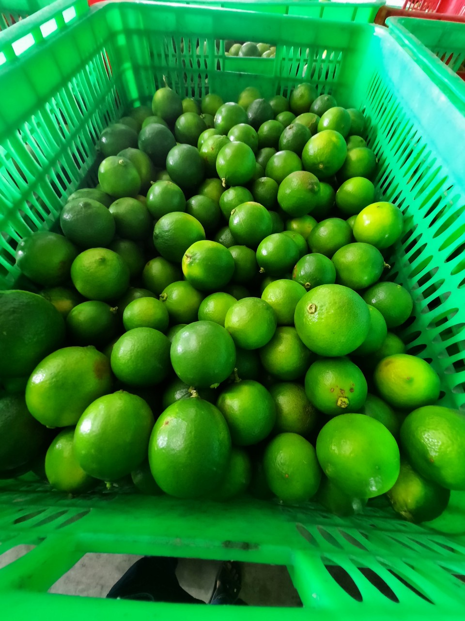 Công ty ABK Sài Gòn cần báo giá cước biển cho mặt hàng chanh tươi đi Tây Ban Nha