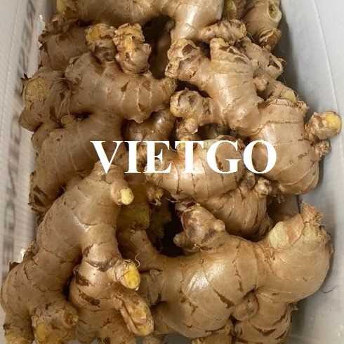 Thương vụ hợp tác xuất khẩu gừng đến thị trường Indonesia