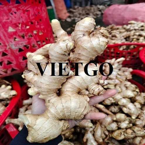 Cơ hội hợp tác xuất khẩu gừng đến thị trường Ấn Độ