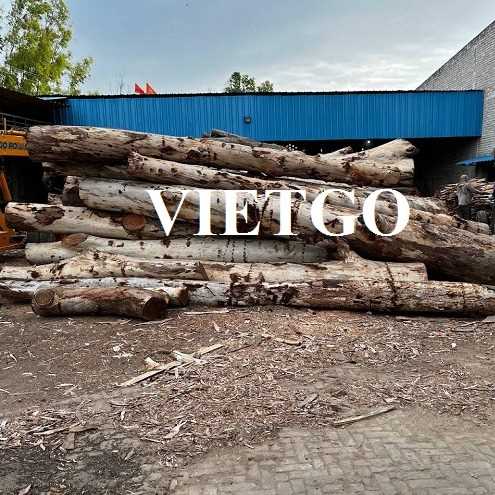 Thương vụ xuất khẩu gỗ bạch đàn tròn sang thị trường Ấn Độ