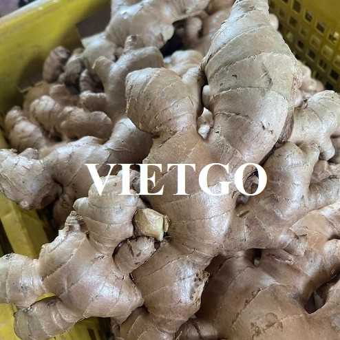 Cơ hội xuất khẩu sản phẩm gừng đến thị trường Bangladesh