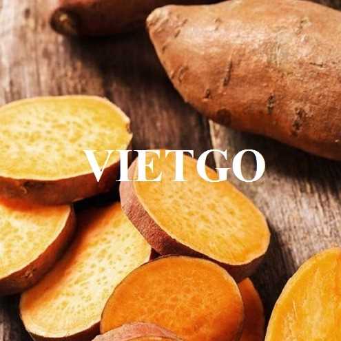 Thương vụ hợp tác xuất khẩu khoai lang cùng doanh nghiệp đến từ Canada 