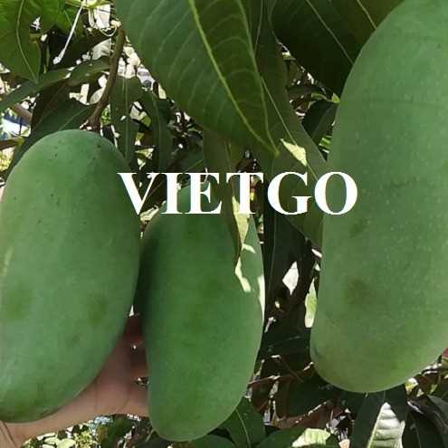 Cơ hội xuất khẩu xoài đến thị trường Trung Quốc
