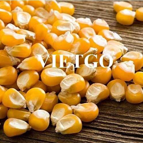 Thương vụ xuất khẩu ngô vàng sang thị trường Bangladesh