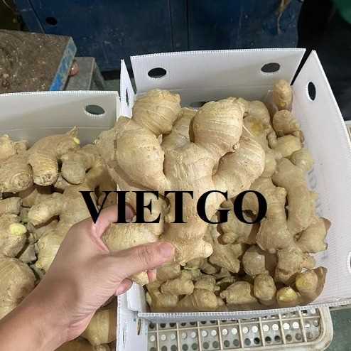 Thương vụ hợp tác xuất khẩu gừng tươi đến thị trường Israel