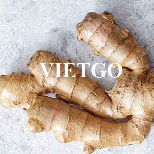Cơ hội hợp tác xuất khẩu gừng đến thị trường UAE