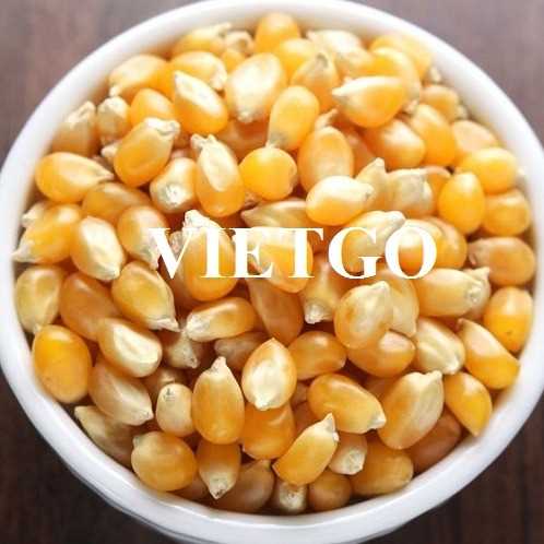 Cơ hội hợp tác xuất khẩu ngô vàng đầy hấp dẫn đến thị trường Trung Quốc