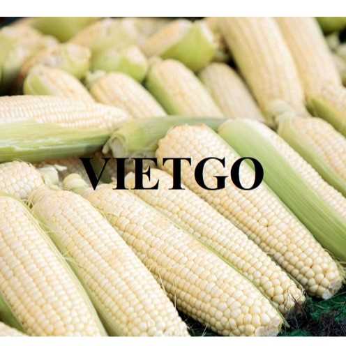 Cơ hội hợp tác xuất khẩu ngô trắng cùng vị khách hàng người Ai Cập