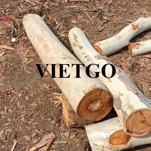 Thương vụ xuất khẩu gỗ bạch đàn tròn sang thị trường Ấn Độ