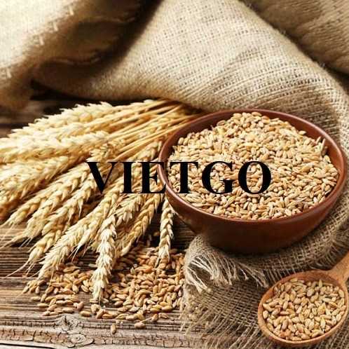 Cơ hội hợp tác xuất khẩu lúa mì đầy hấp dẫn sang thị trường Trung Quốc