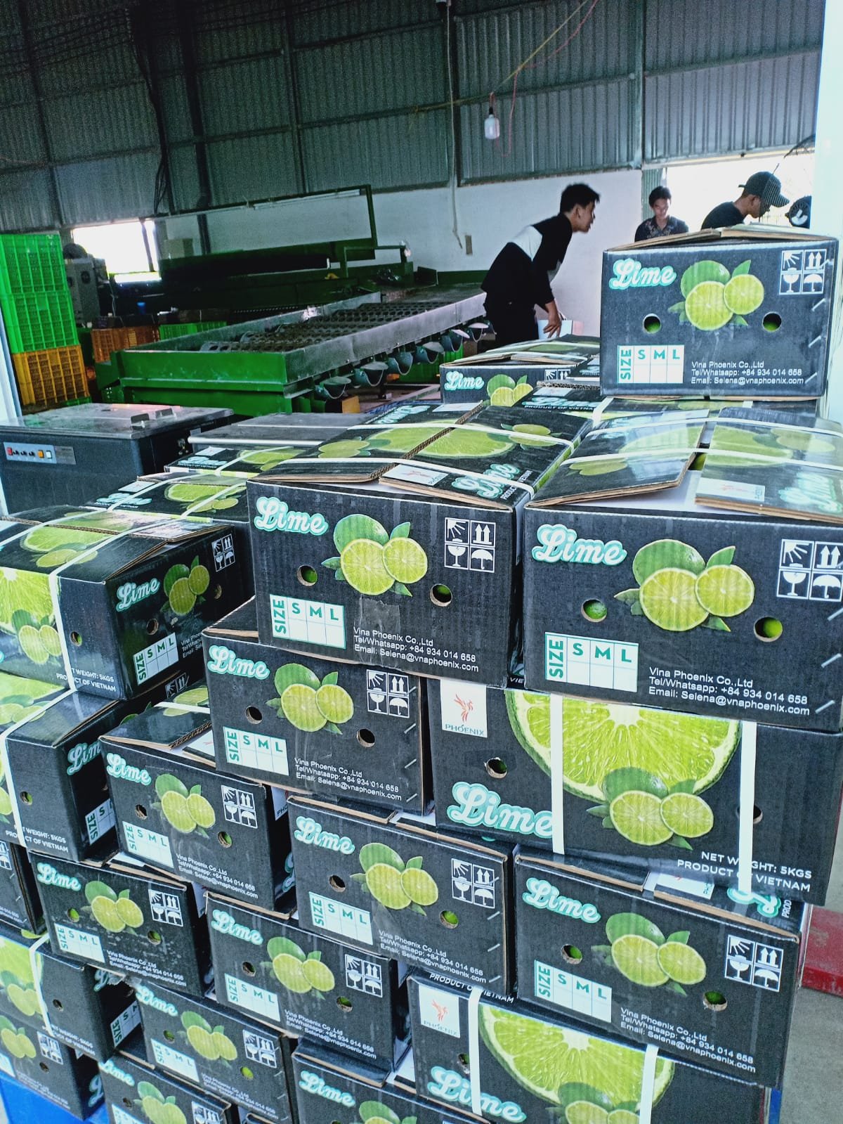 Cần tìm cước biển cho mặt hàng chanh sang UAE