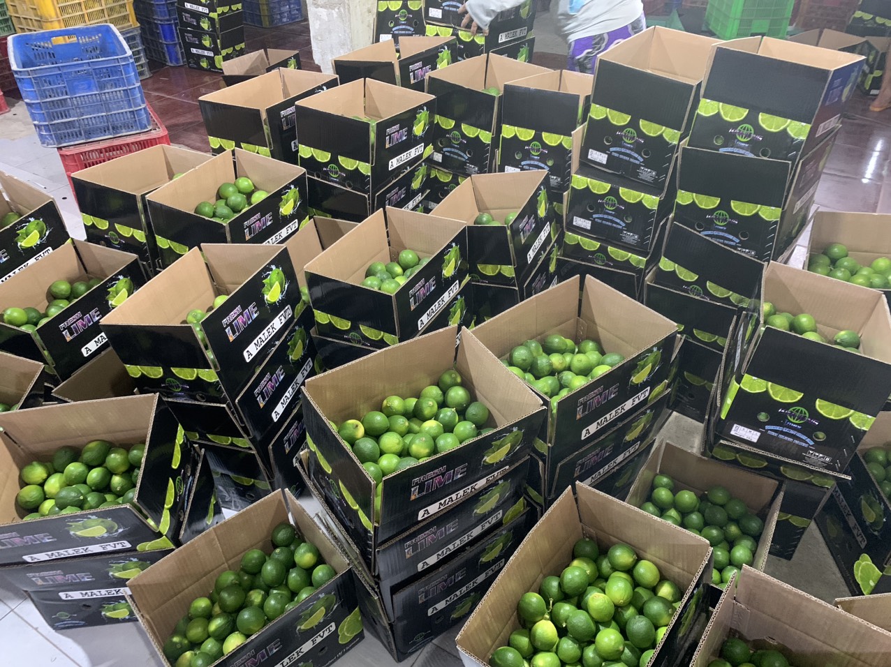 Công Ty TNHH Anh Minh Fresh cần tìm đơn vị vận tải mặt hàng Chanh đi UAE