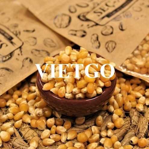 (Gấp)Thương vụ xuất khẩu ngô vàng đến thị trường Trung Quốc