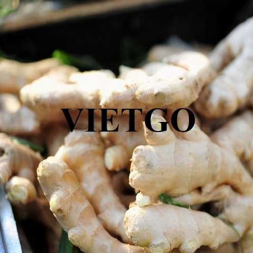 Cơ hội xuất khẩu gừng đến thị trường Ấn Độ