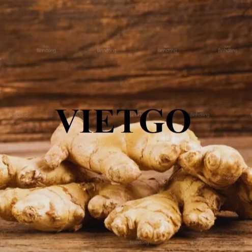 Thương vụ hợp tác xuất khẩu gừng tươi đến thị trường Ấn Độ