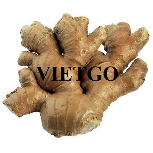 Thương vụ hợp tác xuất khẩu gừng tươi đến thị trường Qatar