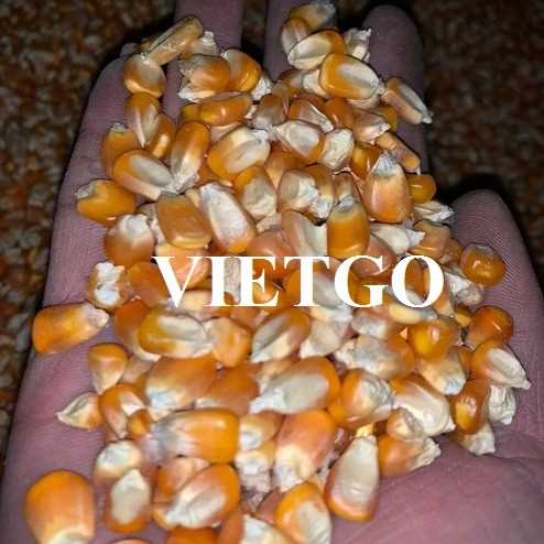 Cơ hội xuất khẩu ngô đến thị trường Trung Quốc