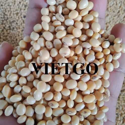Cơ hội xuất khẩu đậu nành đến thị trường Trung Quốc
