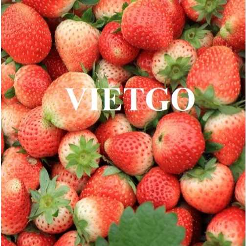 Cơ hội xuất khẩu dâu tây sang thị trường Oman