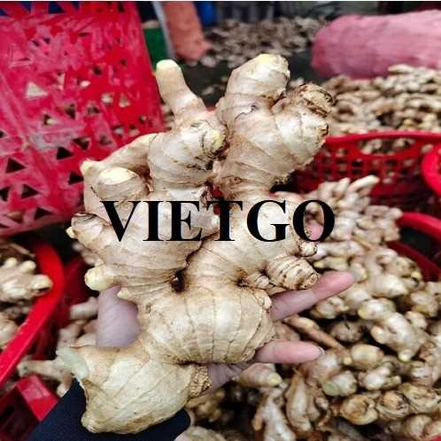 Cơ hội hợp tác xuất khẩu gừng tới thị trường Bangladesh  