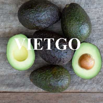 Cơ hội hợp tác xuất khẩu bơ đầy hấp dẫn cùng vị khách hàng người Mỹ