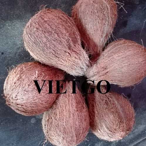 Thương vụ hợp tác xuất khẩu dừa khô sang thị trường Qatar 