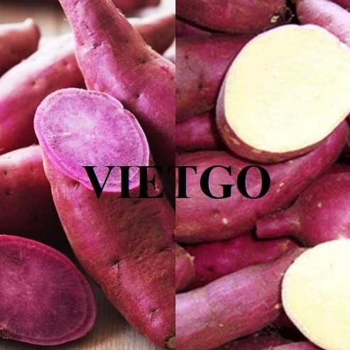 Cơ hội xuất khẩu khoai lang sang thị trường Trung Quốc