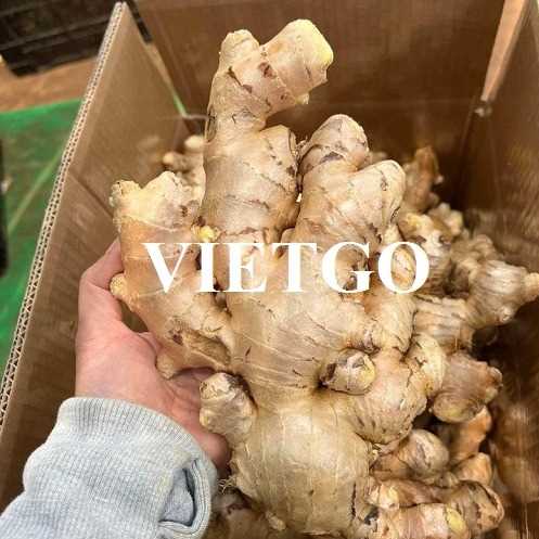 Cơ hội hợp tác xuất khẩu gừng tươi đến thị trường Trung Quốc