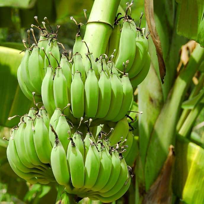 I'm looking for Banana