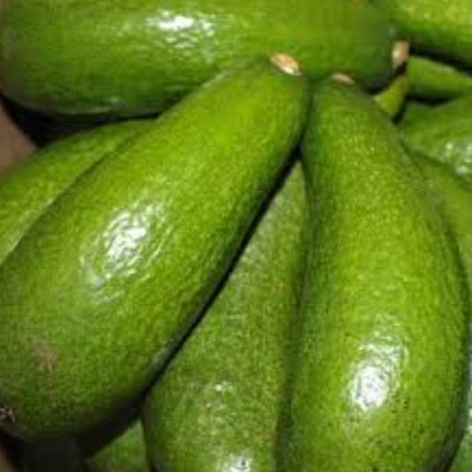 I'm looking for avocado suppliers