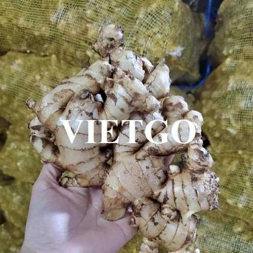 Cơ hội xuất khẩu gừng sang thị trường UAE