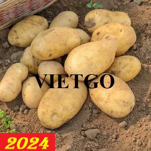 Cơ hội hợp tác xuất khẩu 18.000 tấn khoai tây đầy hấp dẫn đến thị trường Ý