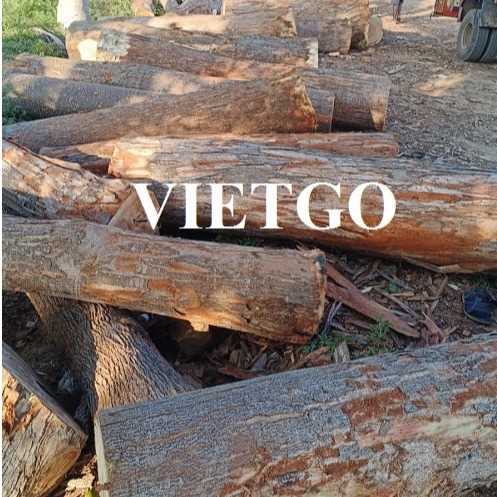 Thương vụ xuất khẩu gỗ bạch đàn tròn sang thị trường Ấn Độ