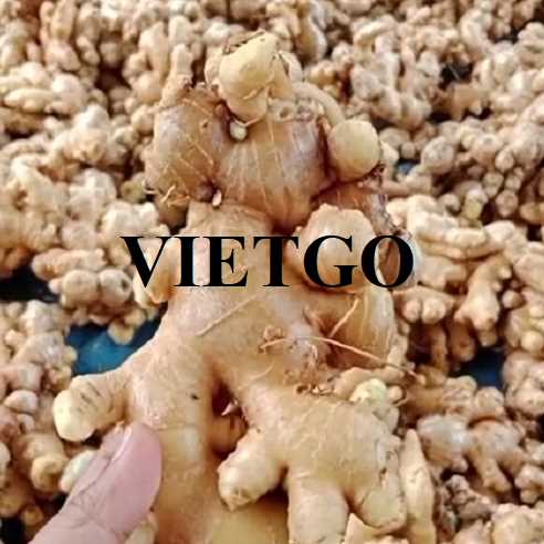 Thương vụ hợp tác xuất khẩu gừng đến thị trường UAE