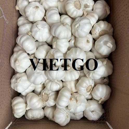 (Gấp) Thương vụ hợp tác xuất khẩu tỏi trắng tinh khiết đến thị trường Malaysia