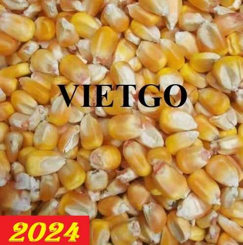 Cơ hội hợp tác xuất khẩu sản phẩm ngô vàng sang thị trường Trung Quốc