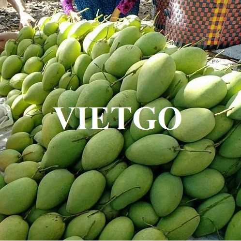 Cơ hội hợp tác xuất khẩu xoài đầy hấp dẫn đến thị trường Kuwait