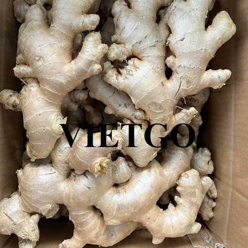 Thương vụ hợp tác xuất khẩu gừng tươi đến thị trường Canada