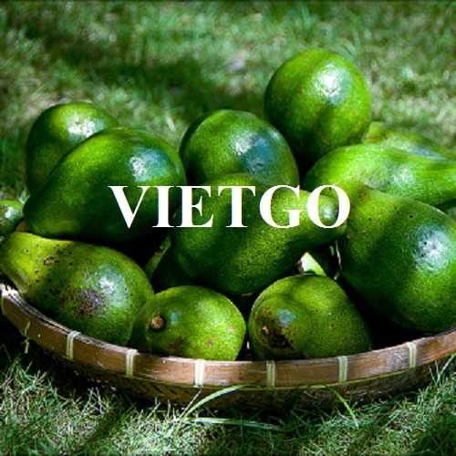 Cơ hội hợp tác xuất khẩu bơ đến thị trường Oman