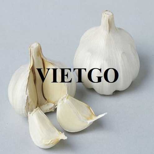 Cơ hội hợp tác xuất khẩu tỏi đến thị trường Ấn Độ