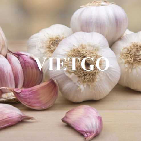 Cơ hội hợp tác xuất khẩu tỏi đến thị trường Ấn Độ