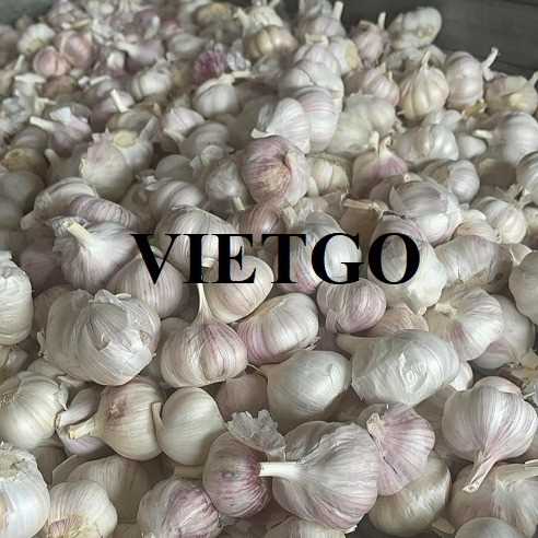 Cơ hội xuất khẩu tỏi trắng sang thị trường Ả Rập Xê Út