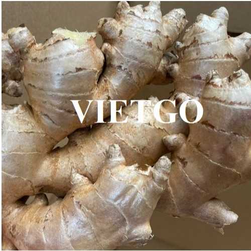 Cơ hội xuất khẩu gừng sang thị trường Bangladesh