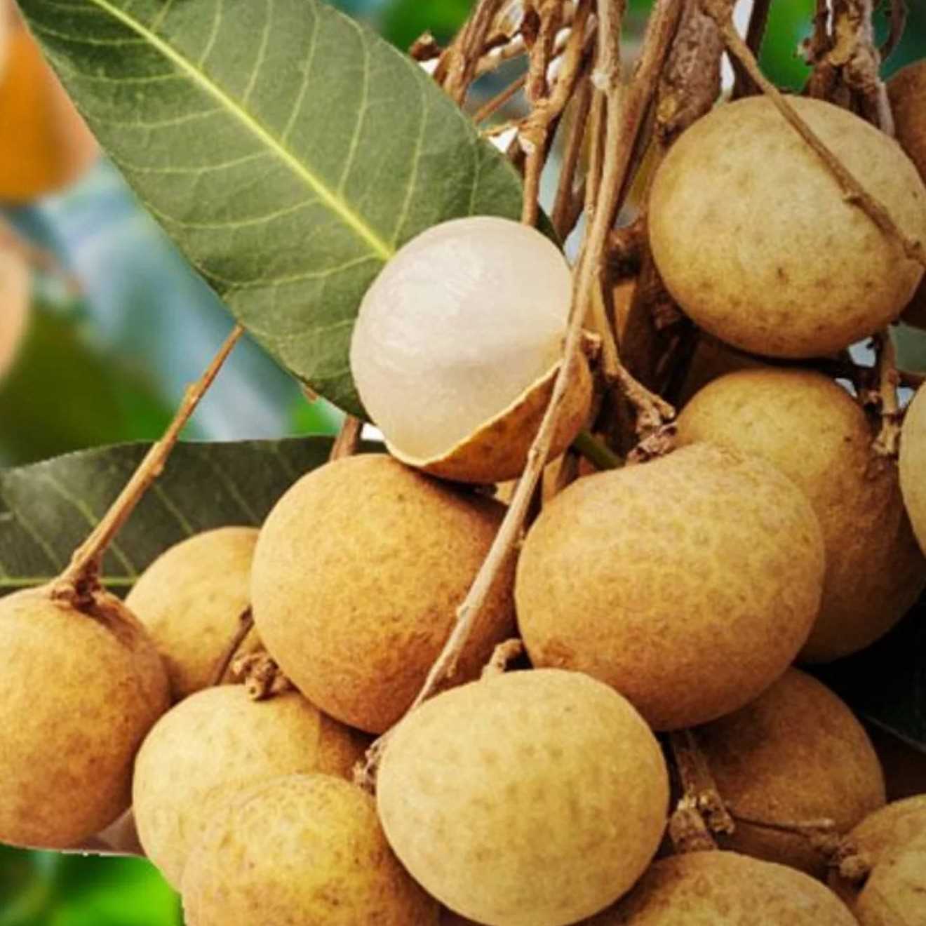 i'm looking for longan
