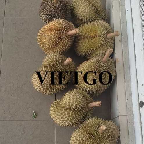 Cơ hội hợp tác xuất khẩu sầu riêng Golden Pillow đến thị trường Trung Quốc