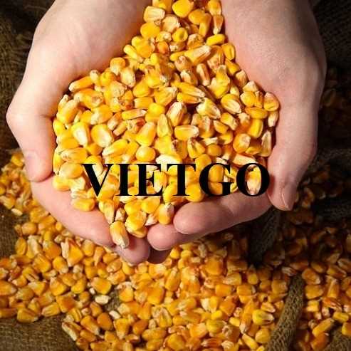 Cơ hội hợp tác xuất khẩu ngô vàng sang thị trường Sri Lanka