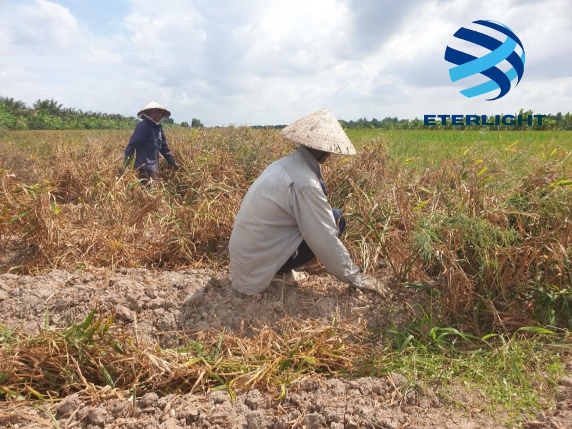 Cần tìm đơn vị vận tải Biển cho mặt hàng Gừng tươi tới Bangladesh