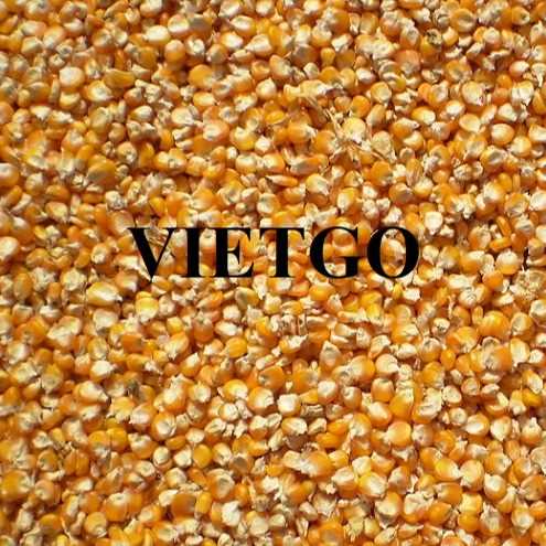 Cơ hội hợp tác xuất khẩu ngô vàng đến thị trường Philippines